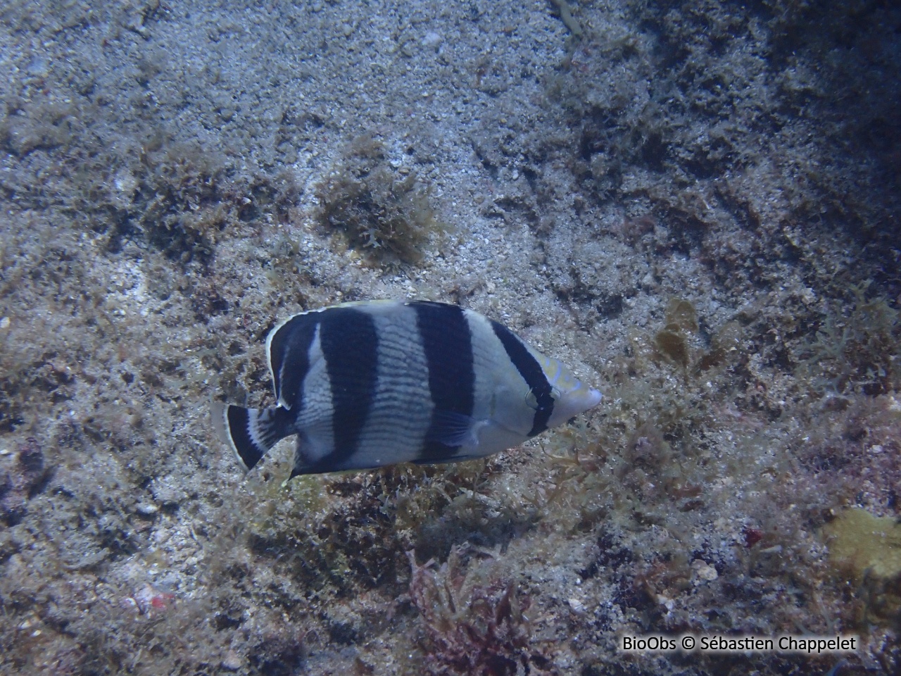 Poisson-papillon strié - Chaetodon striatus - Sébastien Chappelet - BioObs