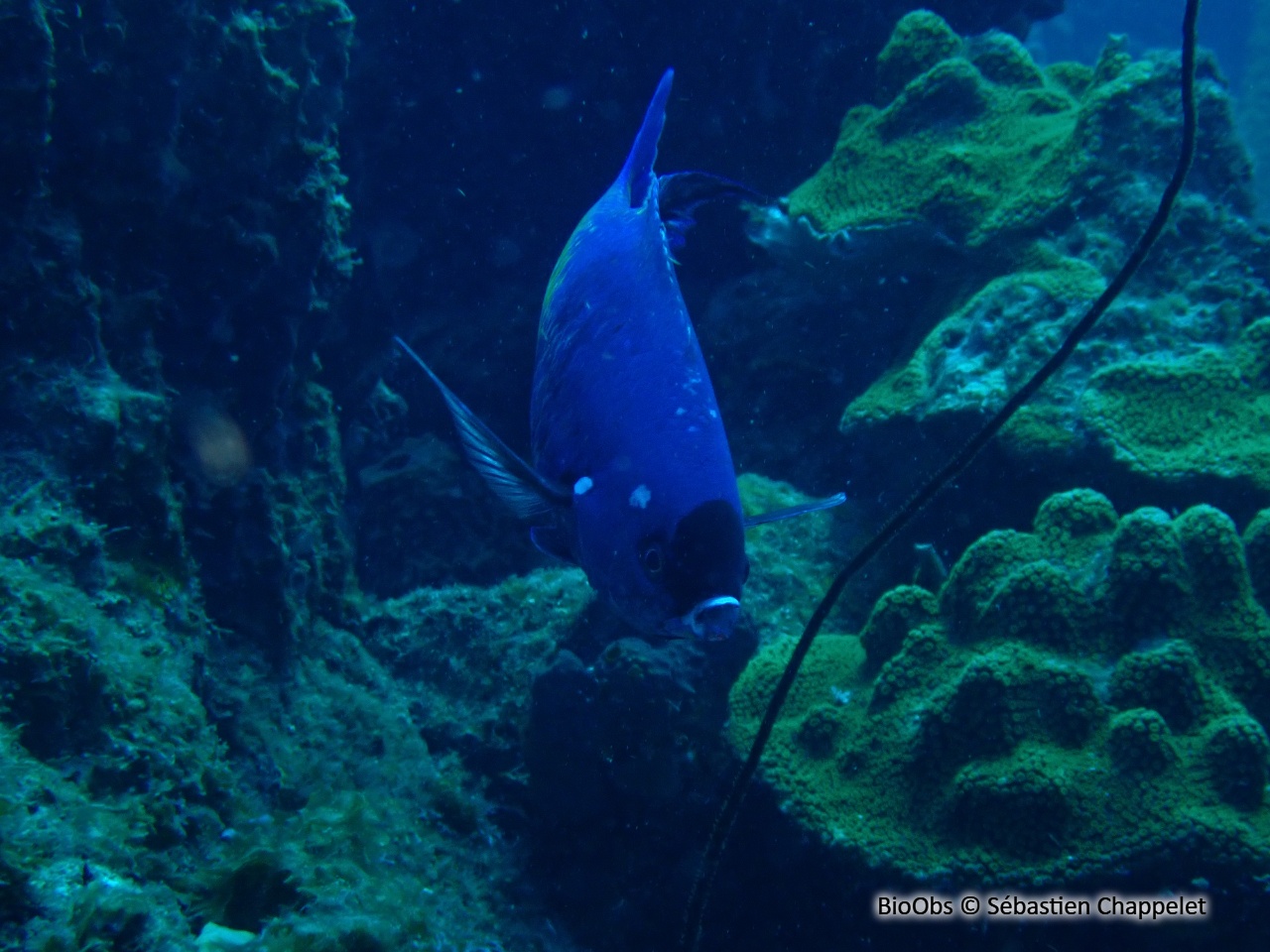Manioc-bouteille - Clepticus parrae - Sébastien Chappelet - BioObs