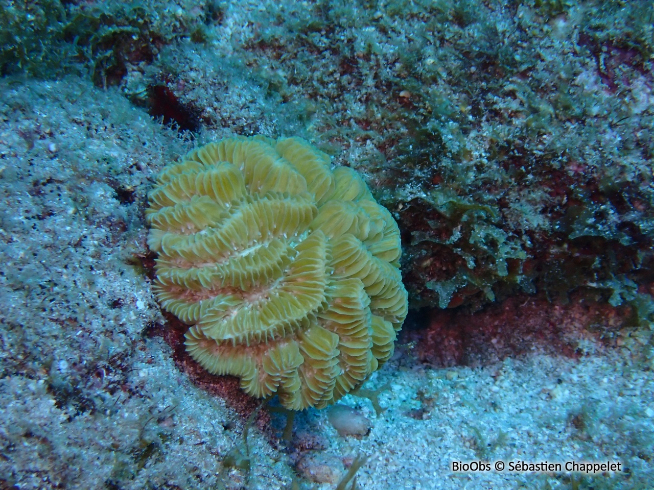 Corail méandreux - Meandrina meandrites - Sébastien Chappelet - BioObs