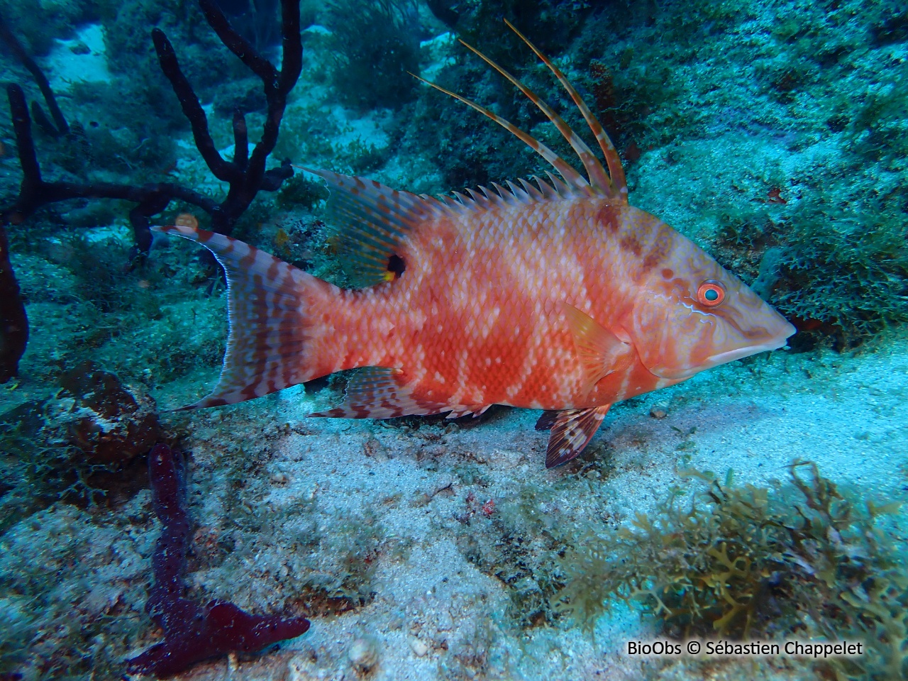 Labre capitaine - Lachnolaimus maximus - Sébastien Chappelet - BioObs