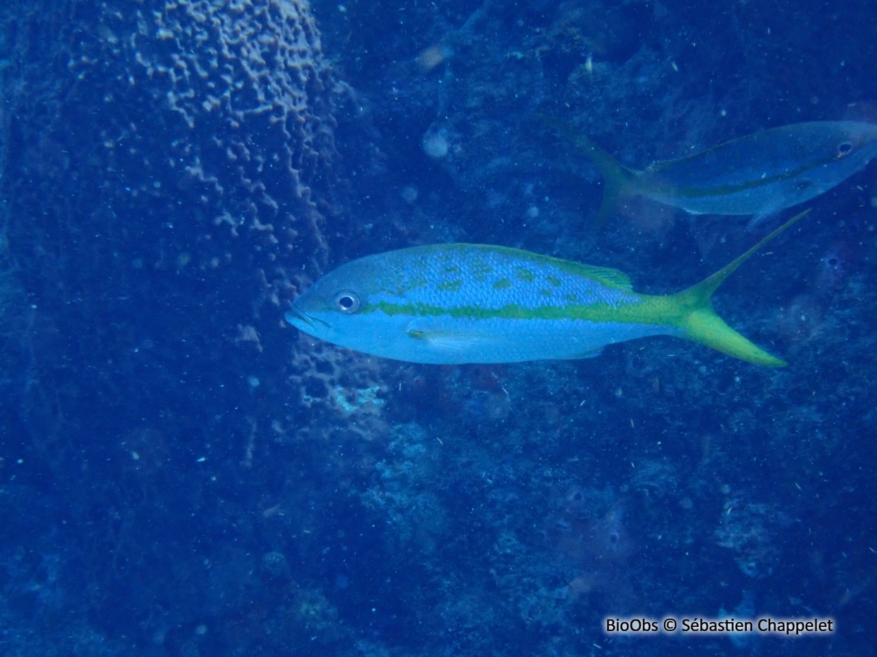 Colas-Sarde à queue jaune - Ocyurus chrysurus - Sébastien Chappelet - BioObs