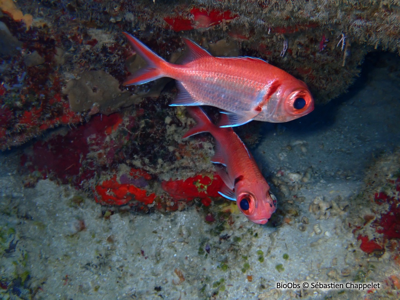Mombin - Myripristis jacobus - Sébastien Chappelet - BioObs