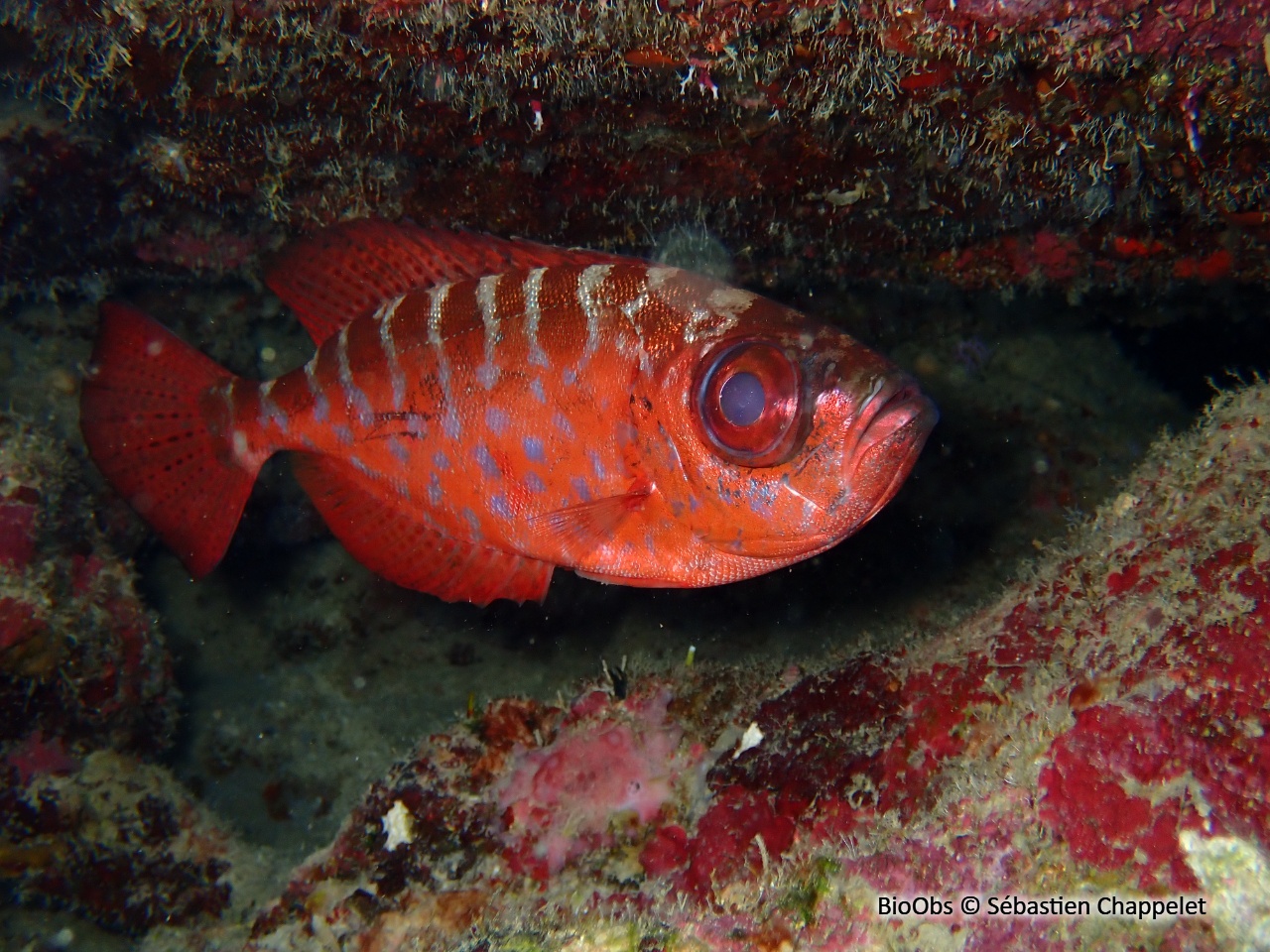 Soleil - Heteropriacanthus cruentatus - Sébastien Chappelet - BioObs