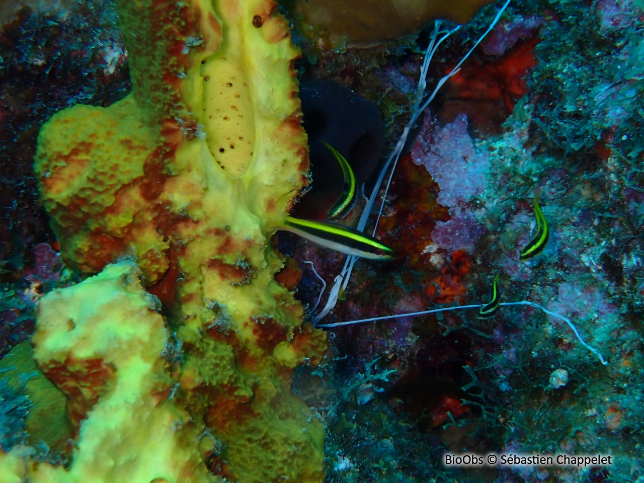 Girelle à tête bleue - Thalassoma bifasciatum - Sébastien Chappelet - BioObs