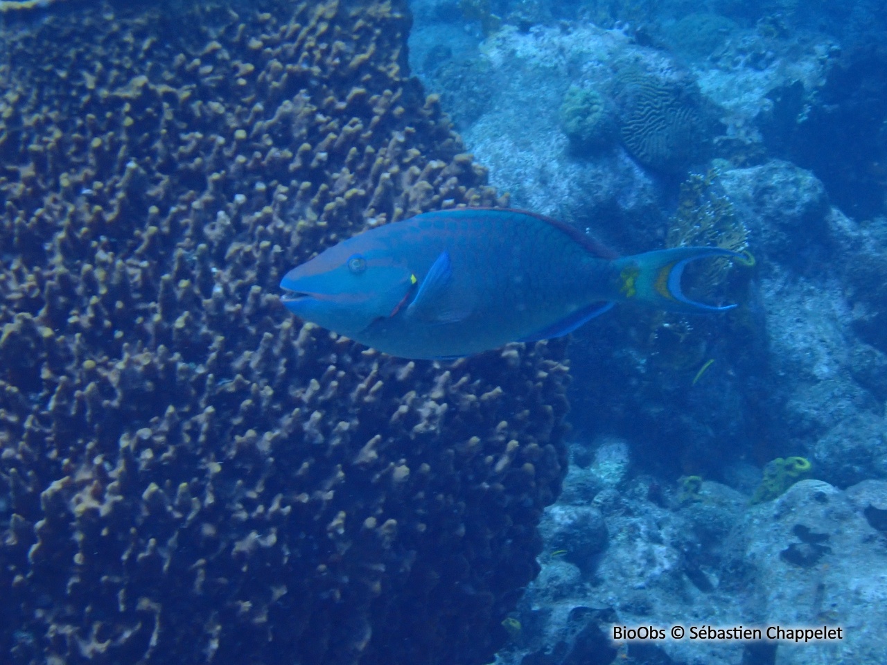 Perroquet feu tricolore - Sparisoma viride - Sébastien Chappelet - BioObs