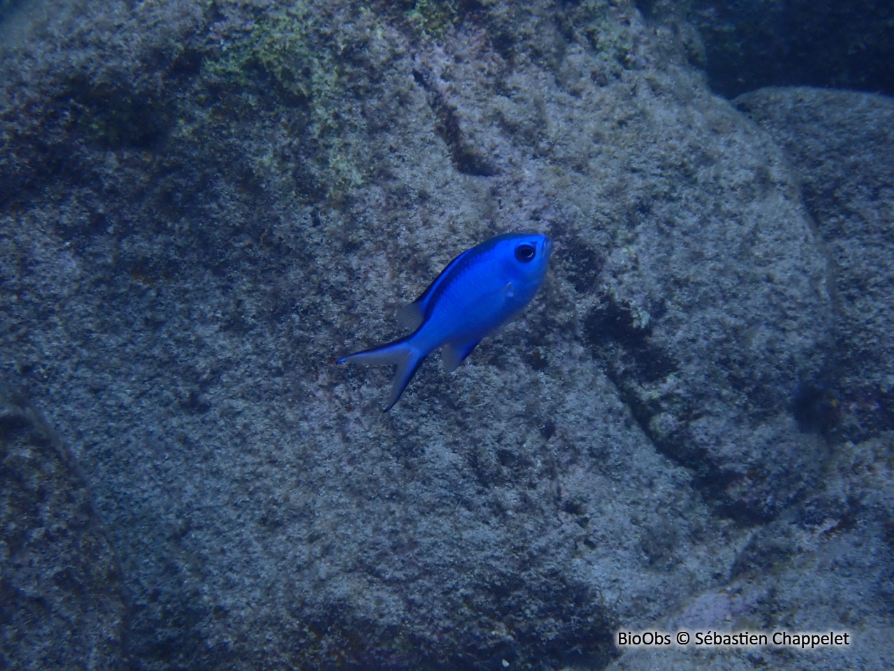 Chromis bleu - Chromis cyanea - Sébastien Chappelet - BioObs