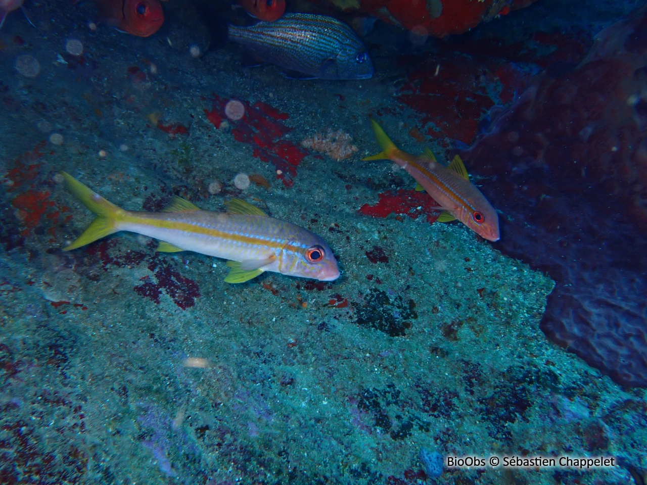 Barbarin blanc - Mulloidichthys martinicus - Sébastien Chappelet - BioObs