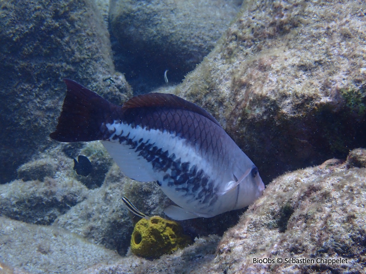Poisson-perroquet royal - Scarus vetula - Sébastien Chappelet - BioObs