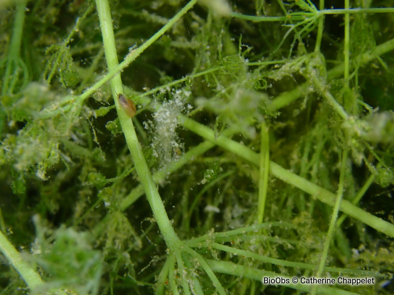 Planorbe commune - Planorbis planorbis - Catherine Chappelet - BioObs