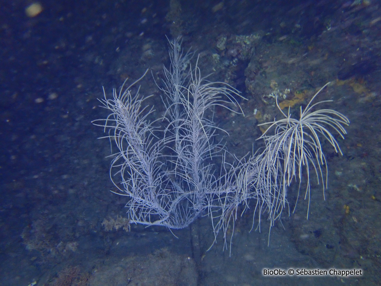 Gorgone plume - Antillogorgia acerosa - Sébastien Chappelet - BioObs