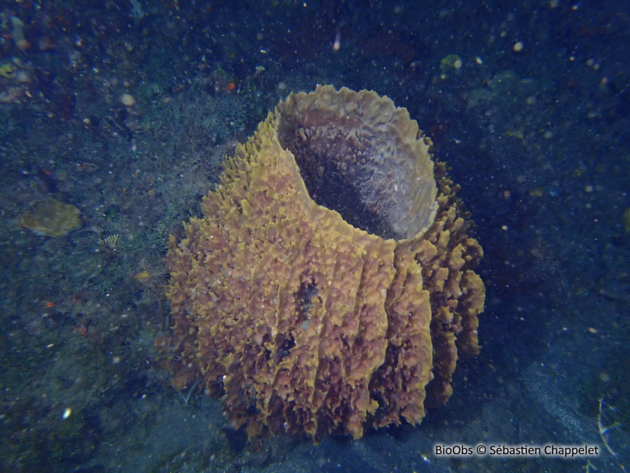 Baril de rhum - Xestospongia muta - Sébastien Chappelet - BioObs