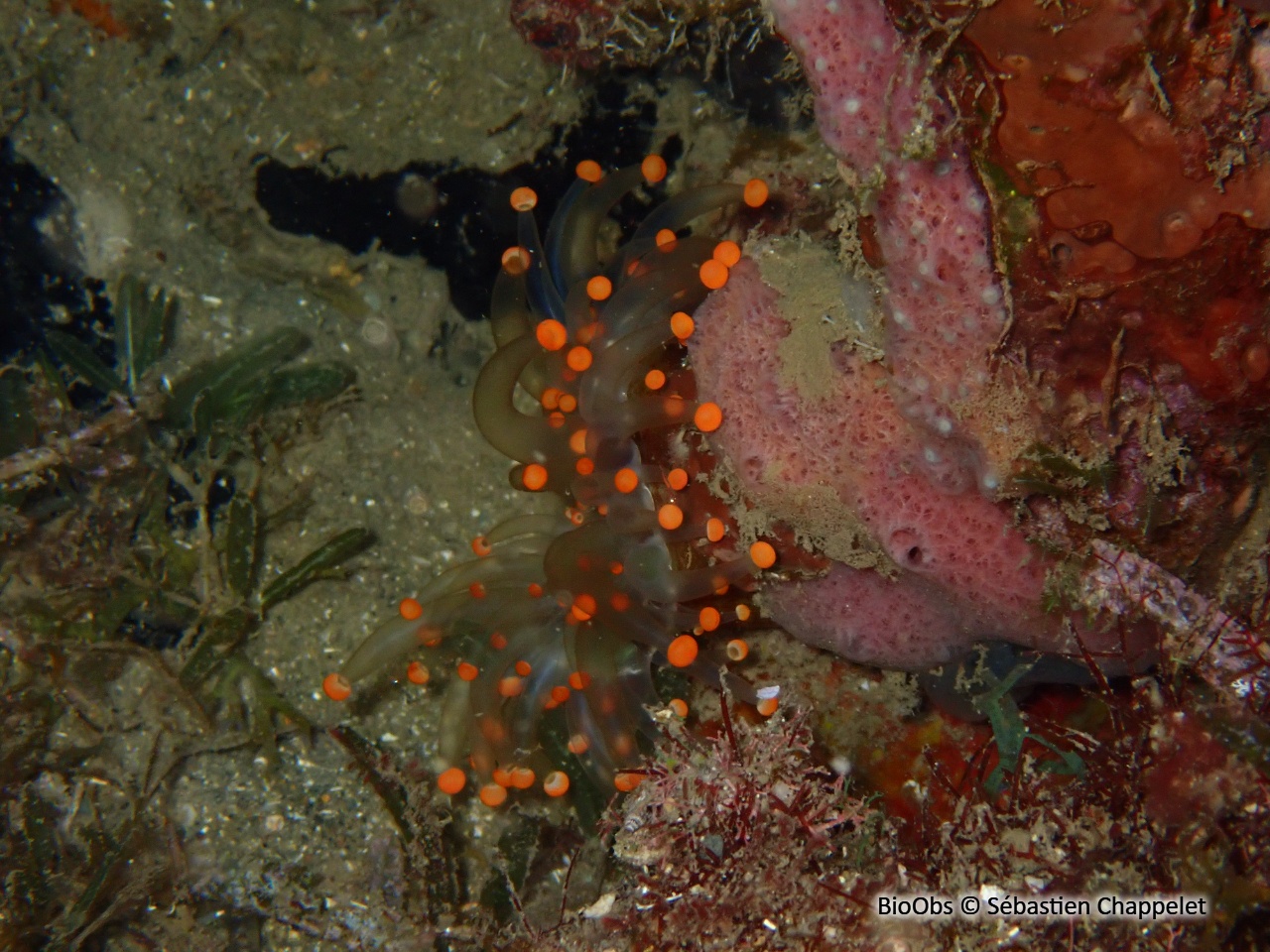 Corallimorphaire jongleur - Corynactis caribbeorum - Sébastien Chappelet - BioObs