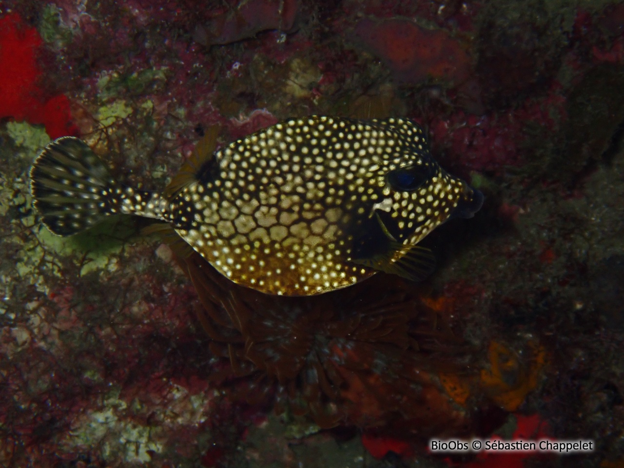 Coffre mouton - Lactophrys triqueter - Sébastien Chappelet - BioObs