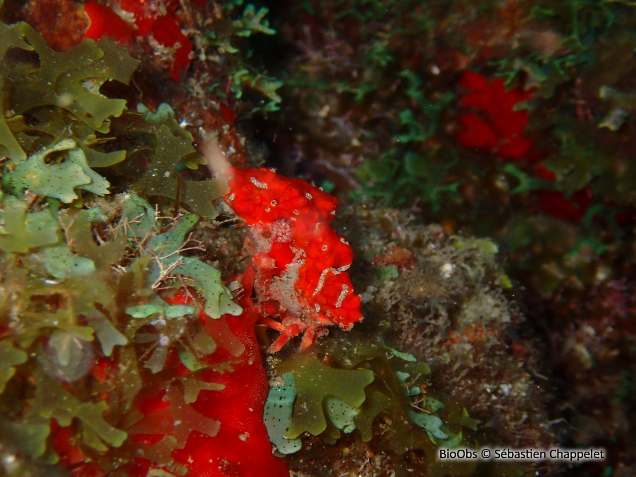 Araignée décoratrice - Pelia mutica - Sébastien Chappelet - BioObs