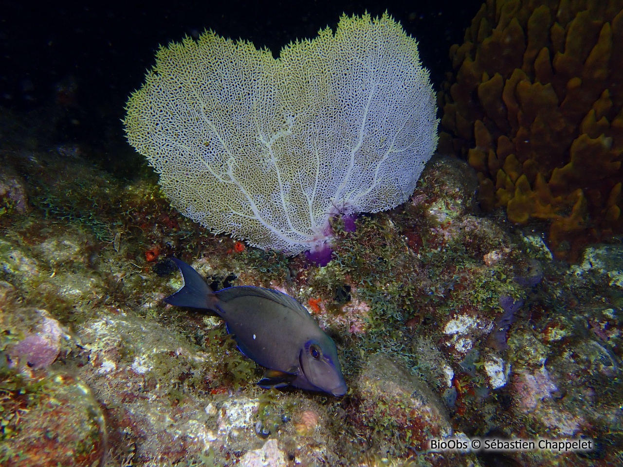 Gorgone pourpre des caraibes - Gorgonia ventalina - Sébastien Chappelet - BioObs