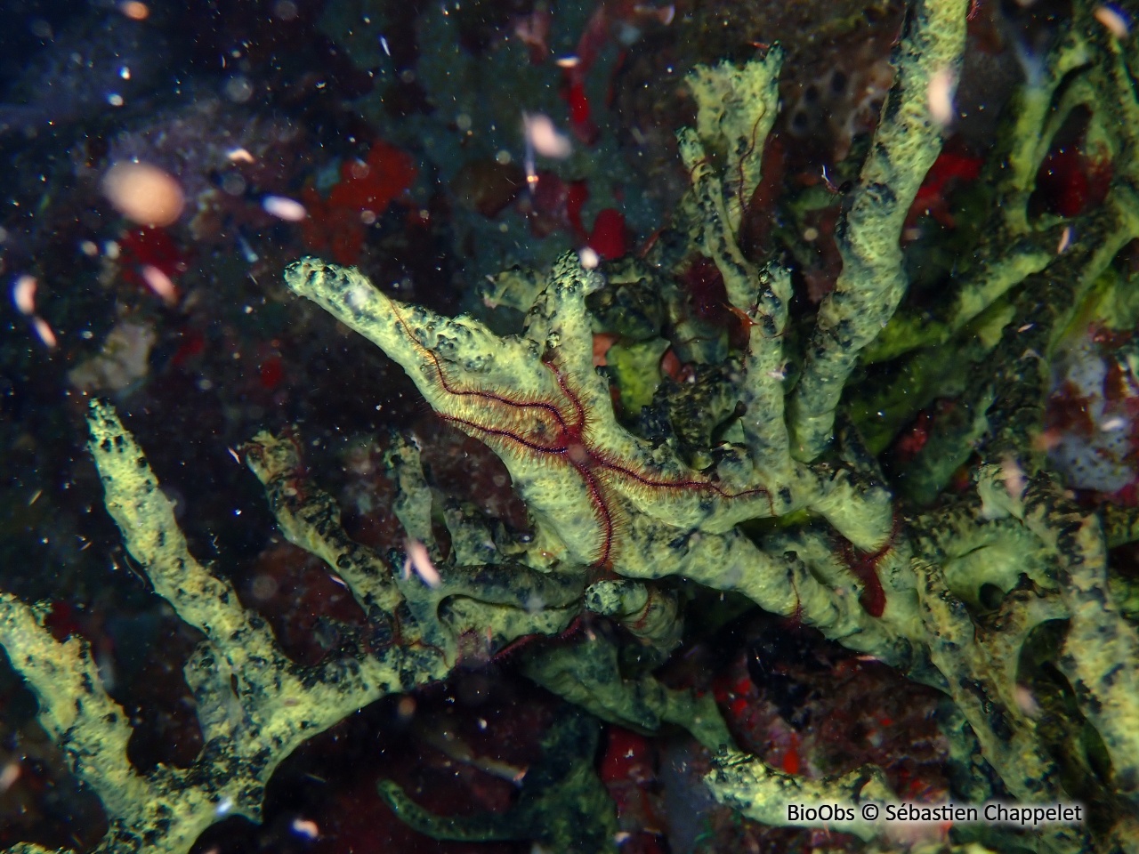 Eponge-corde noire et verte - Iotrochota birotulata - Sébastien Chappelet - BioObs