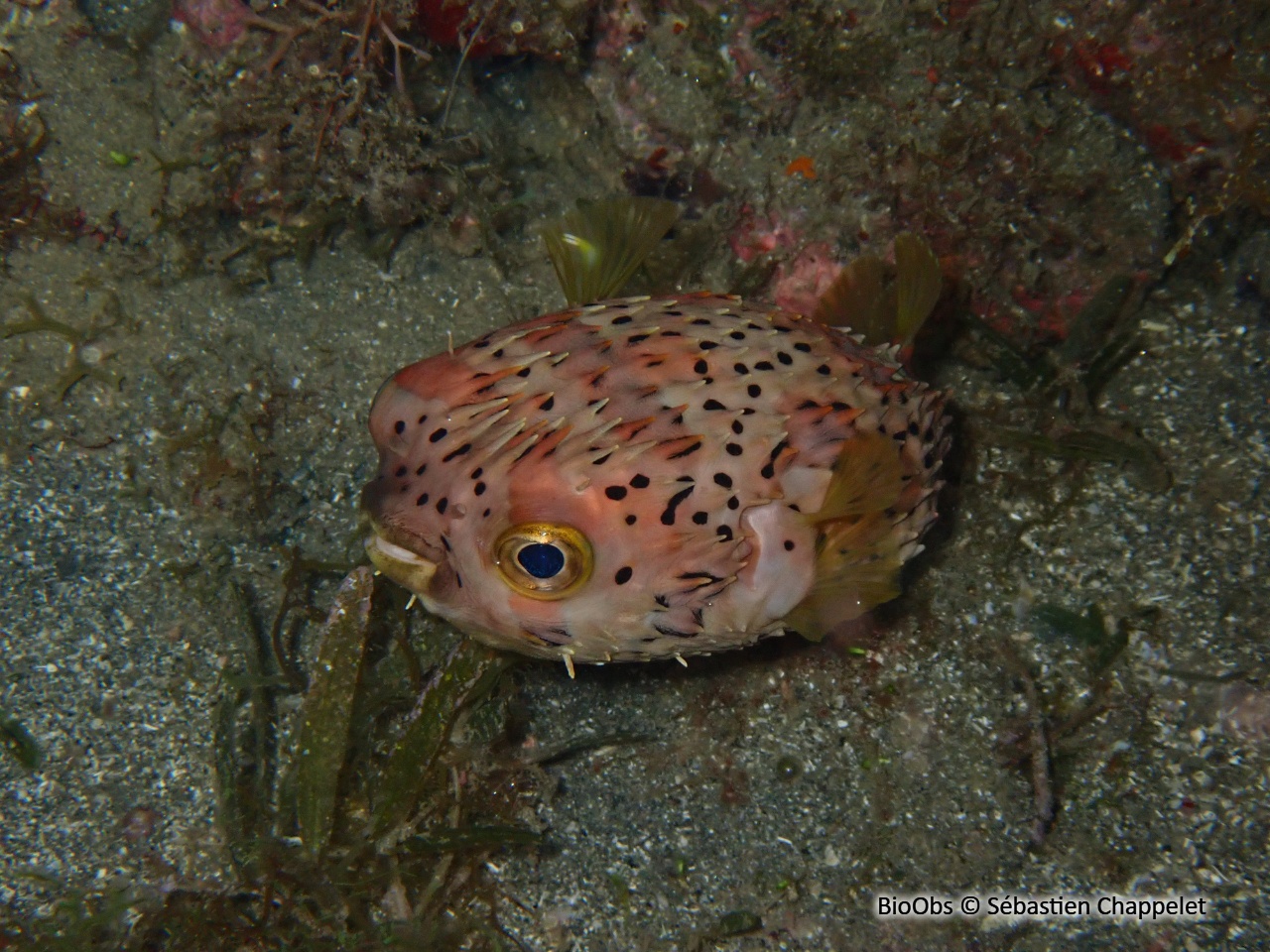 Porc-épic ballon - Diodon holocanthus - Sébastien Chappelet - BioObs