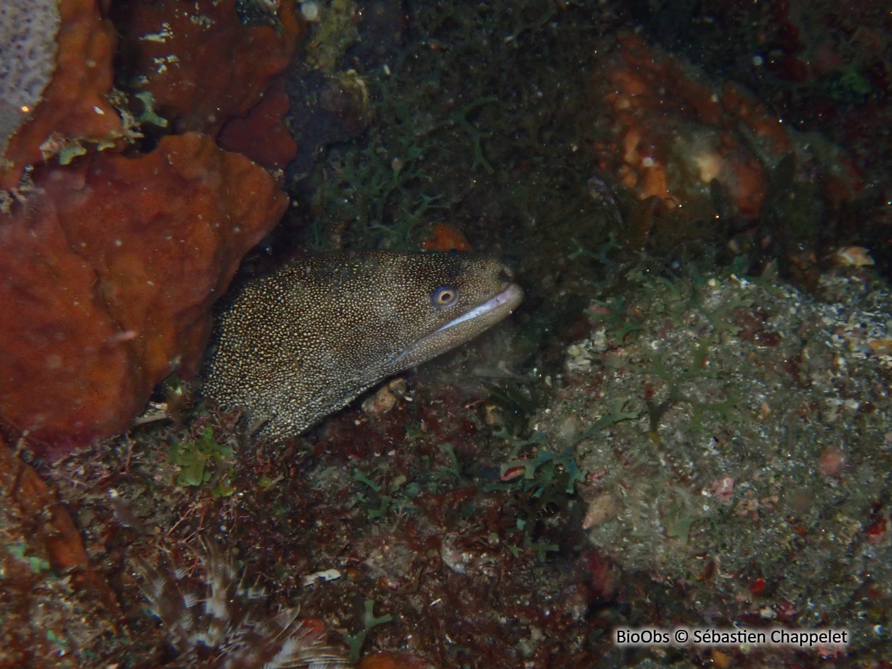 Murène-porcelaine - Gymnothorax miliaris - Sébastien Chappelet - BioObs