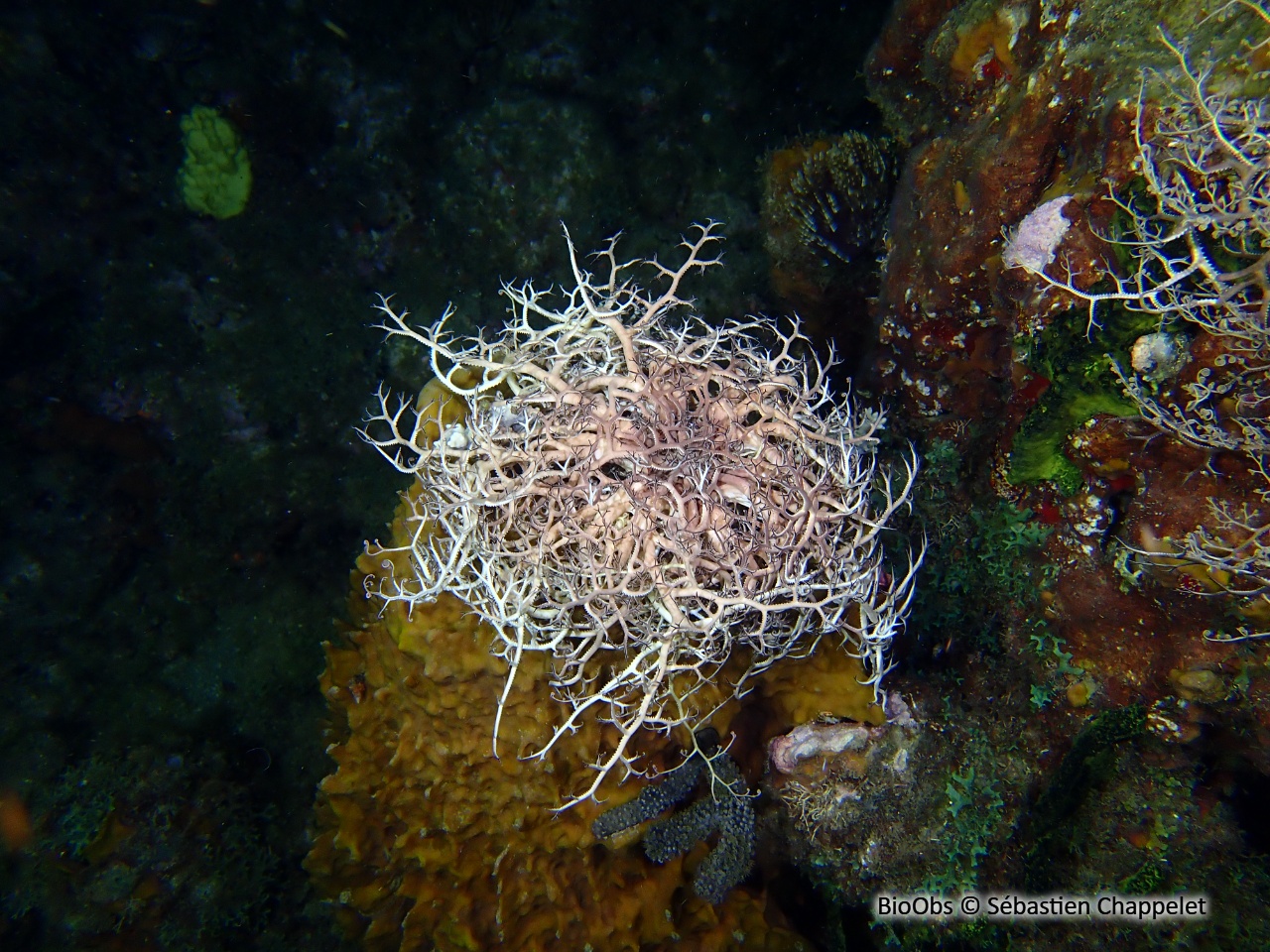 Gorgonocéphale géant - Astrophyton muricatum - Sébastien Chappelet - BioObs