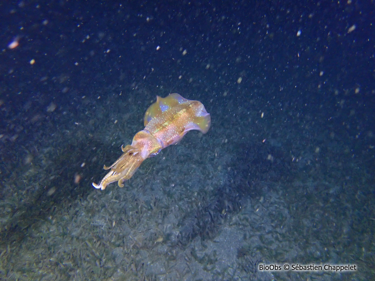 Calmar de récif des Caraïbes - Sepioteuthis sepioidea - Sébastien Chappelet - BioObs