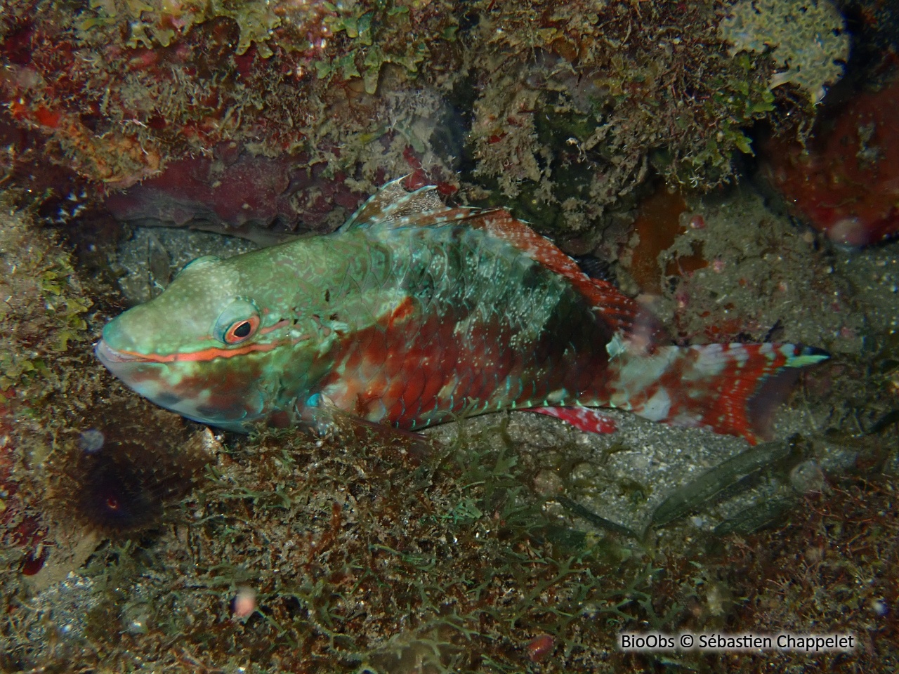 Perroquet à bride - Sparisoma aurofrenatum - Sébastien Chappelet - BioObs