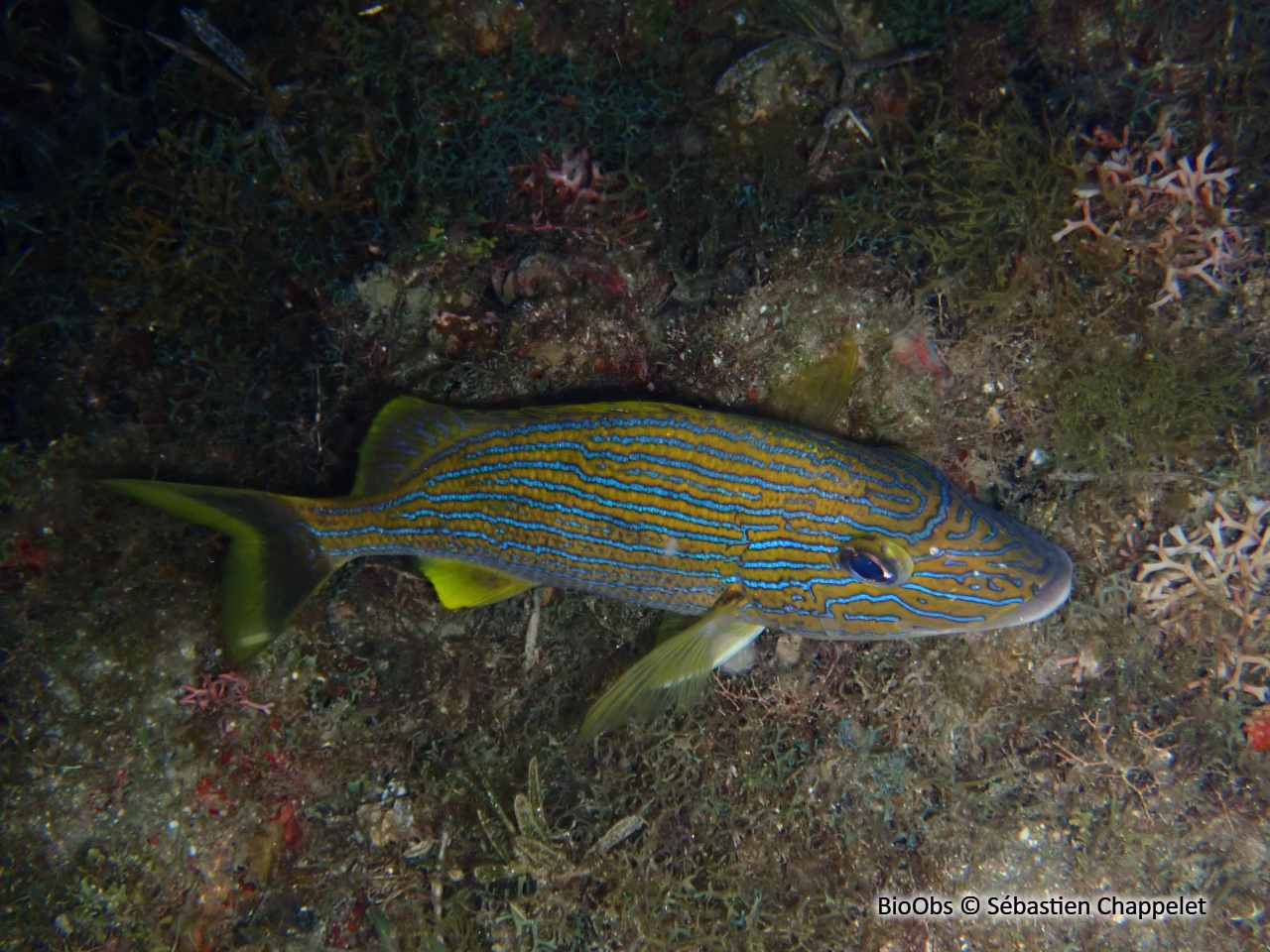 Gorette bleue - Haemulon sciurus - Sébastien Chappelet - BioObs