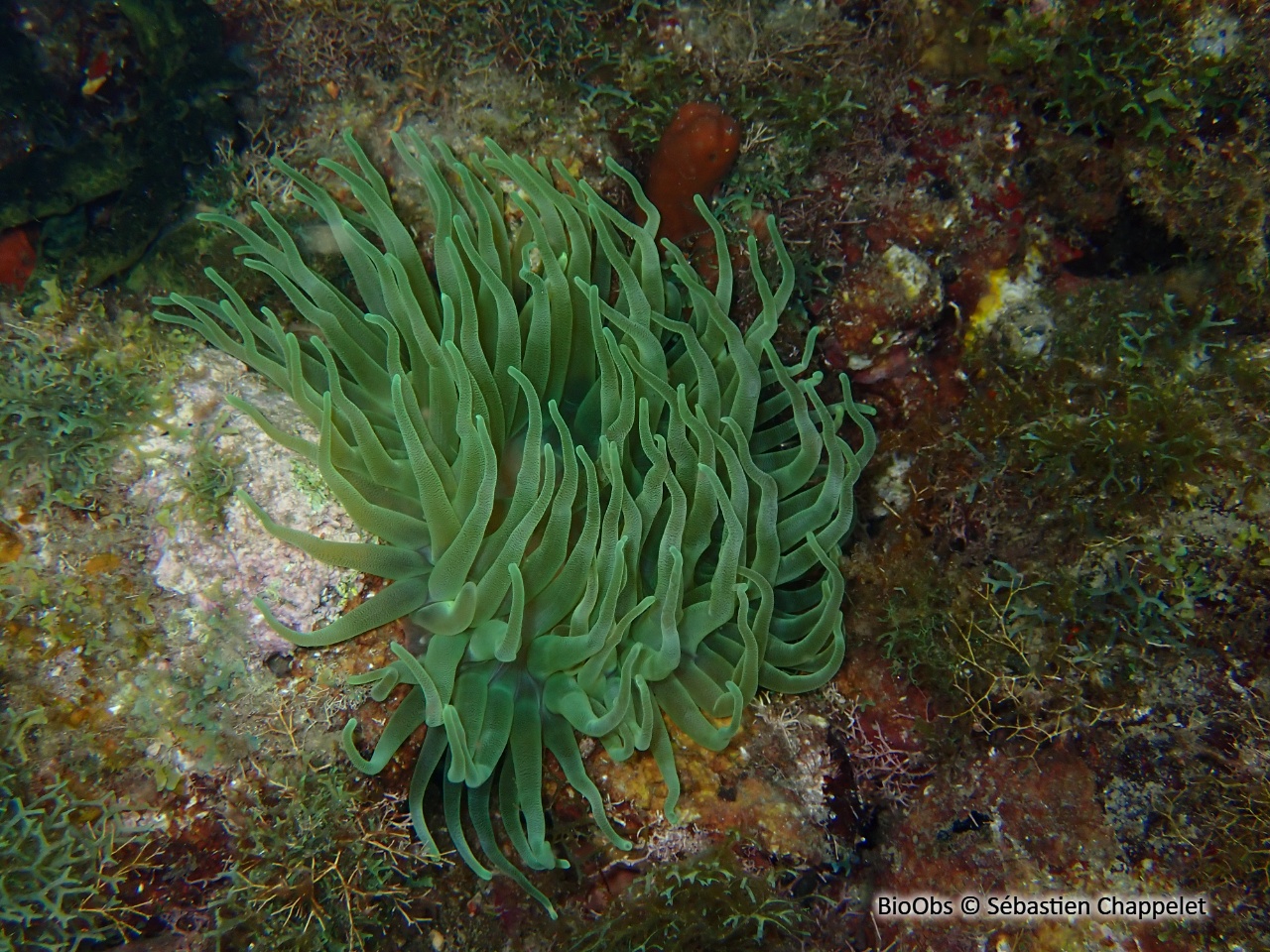 Anémone géante des antilles - Condylactis gigantea - Sébastien Chappelet - BioObs