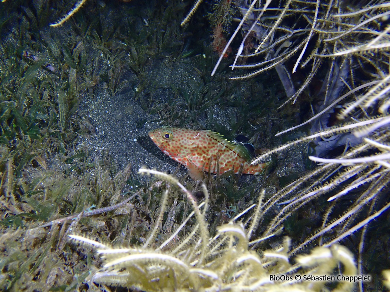 Mérou couronné - Epinephelus guttatus - Sébastien Chappelet - BioObs