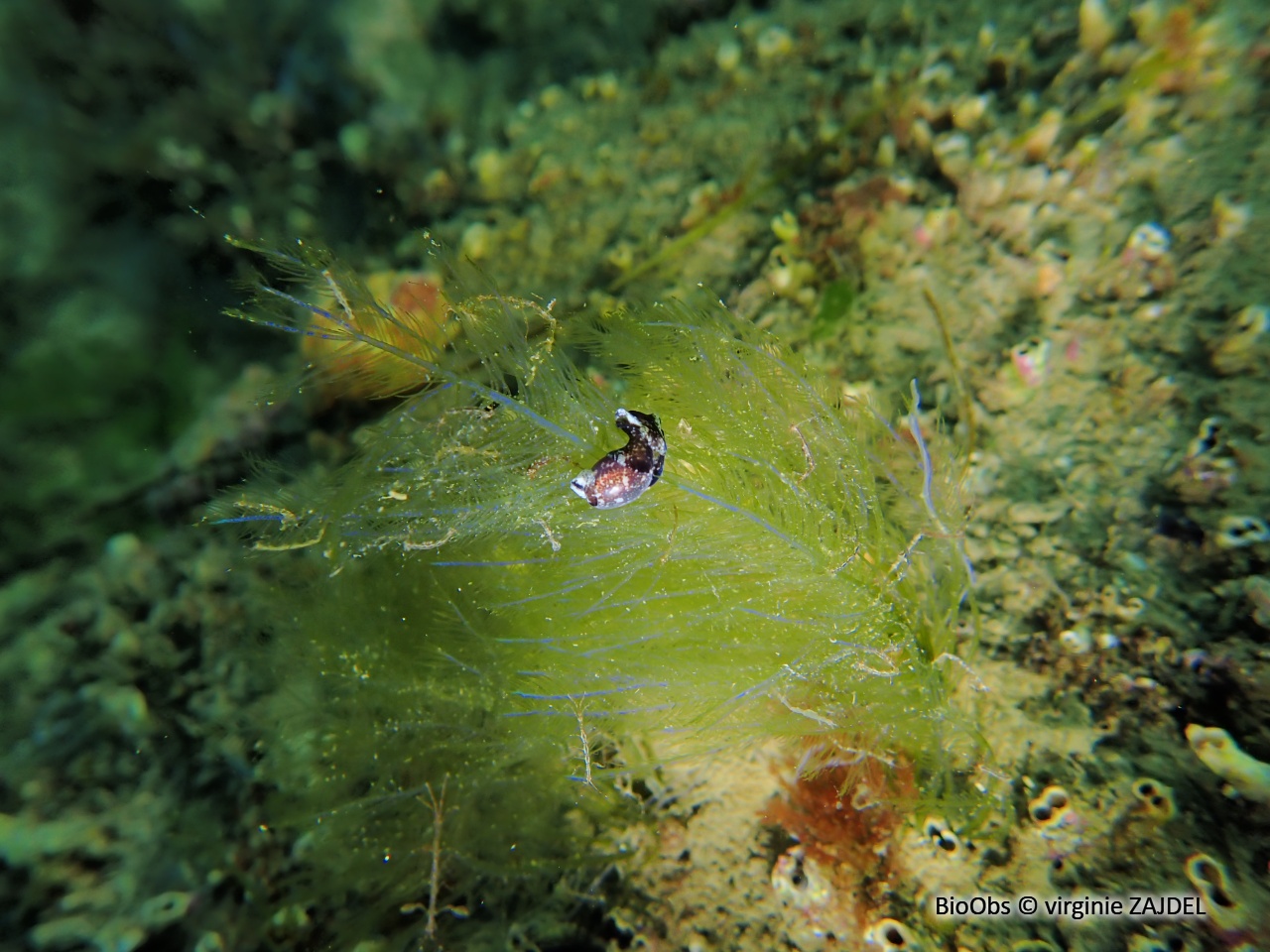 Petite bulle - Haminoea exigua - virginie ZAJDEL - BioObs