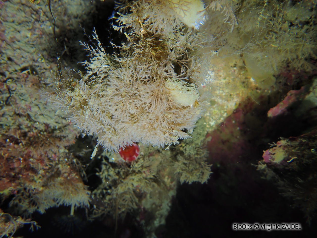 Bryozoaire inopiné - Tricellaria inopinata - virginie ZAJDEL - BioObs