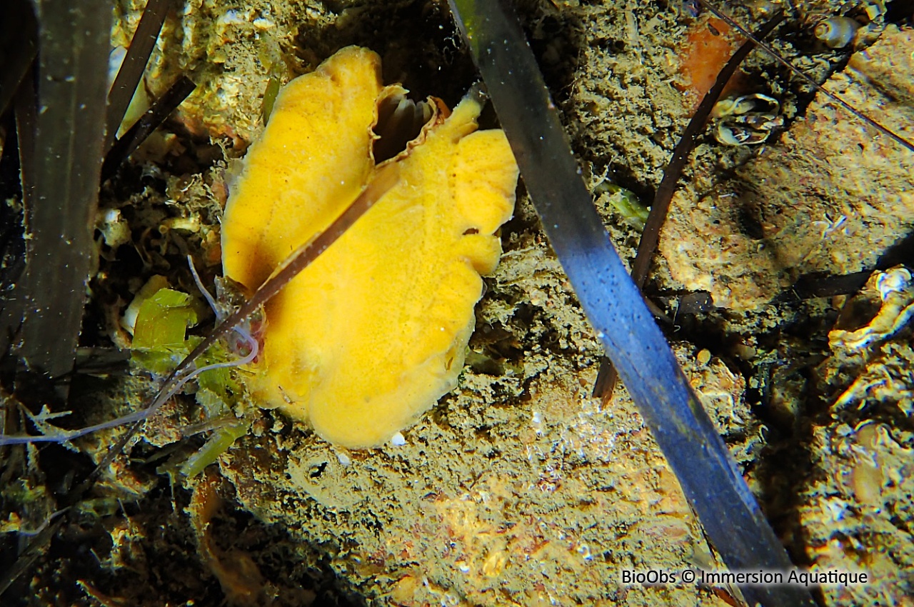 Arche de Noé - Arca noae - Immersion Aquatique - BioObs