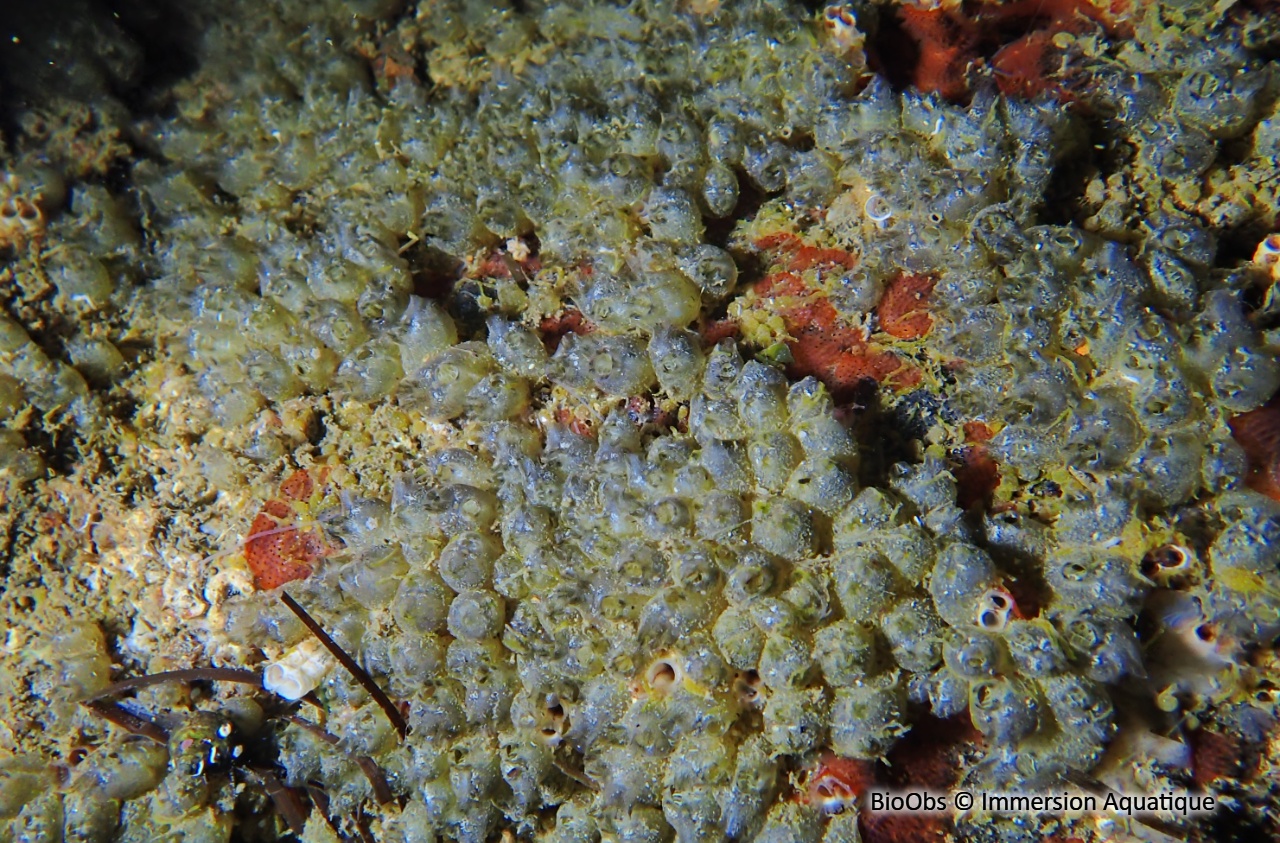 Polyandrocarpe de Zorritos - Polyandrocarpa zorritensis - Immersion Aquatique - BioObs