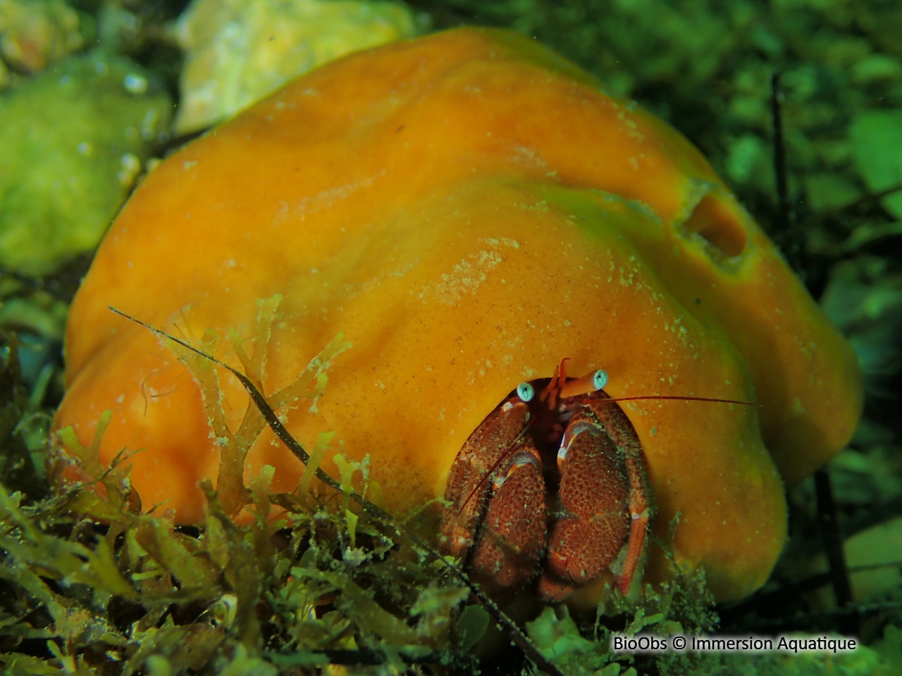 Piade - Paguristes eremita - Immersion Aquatique - BioObs