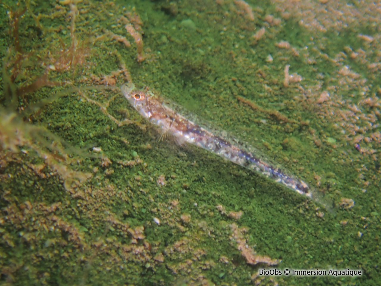 Gobie de Bath - Pomatoschistus bathi - Immersion Aquatique - BioObs