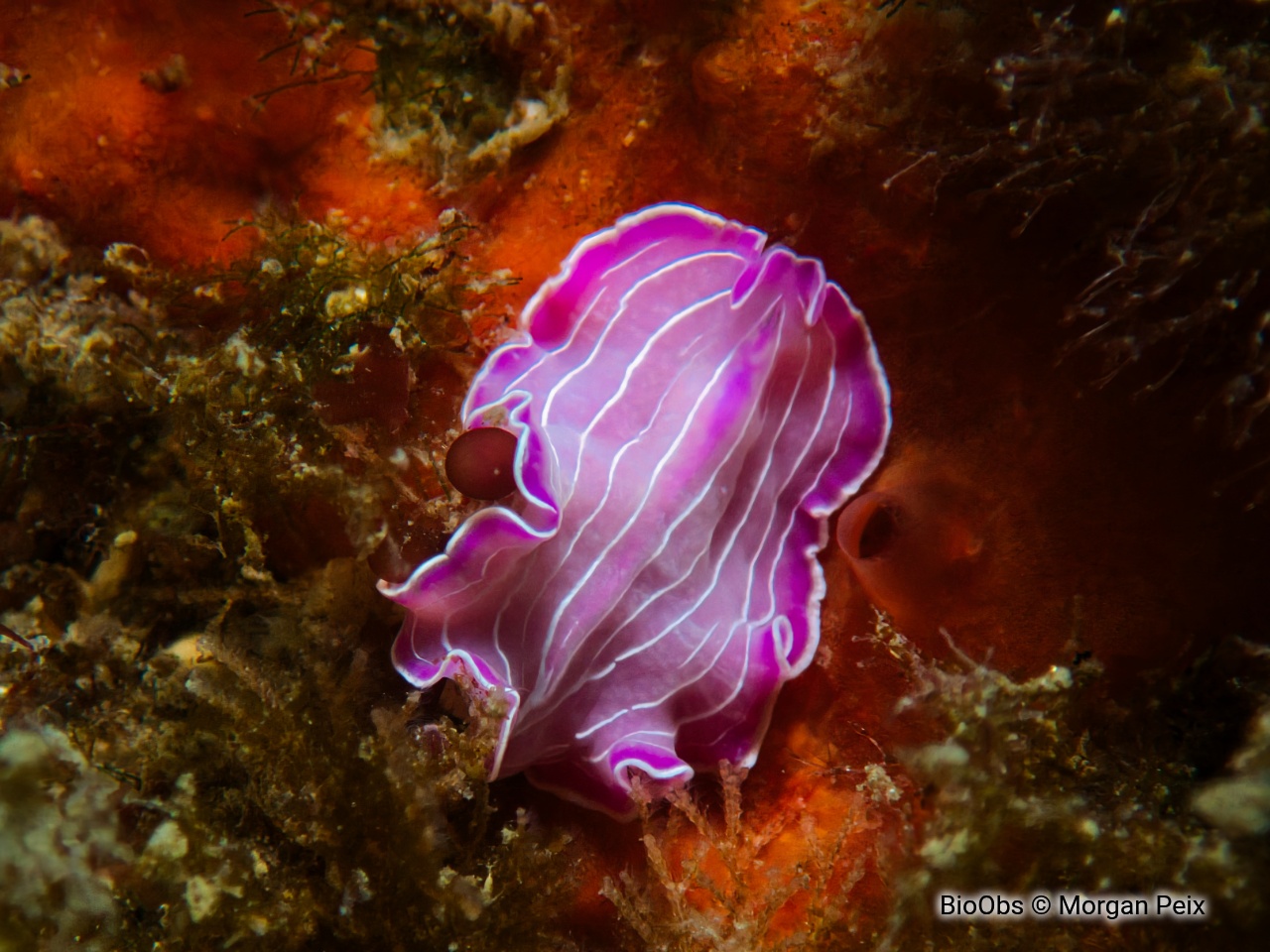 Ver plat rose de Méditerranée - Prostheceraeus roseus - Morgan Peix - BioObs