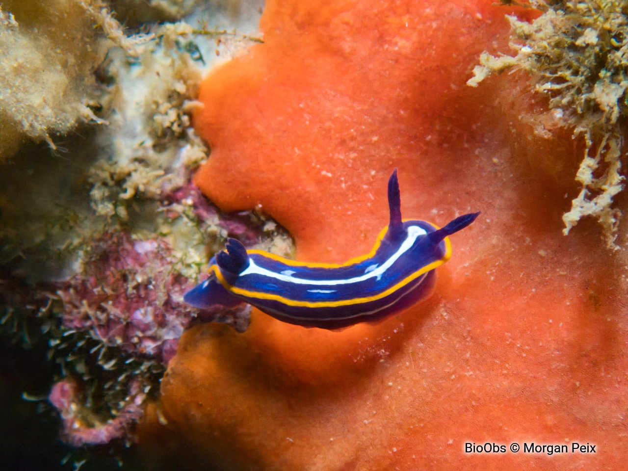 Doris de Fontandrau - Felimare fontandraui - Morgan Peix - BioObs