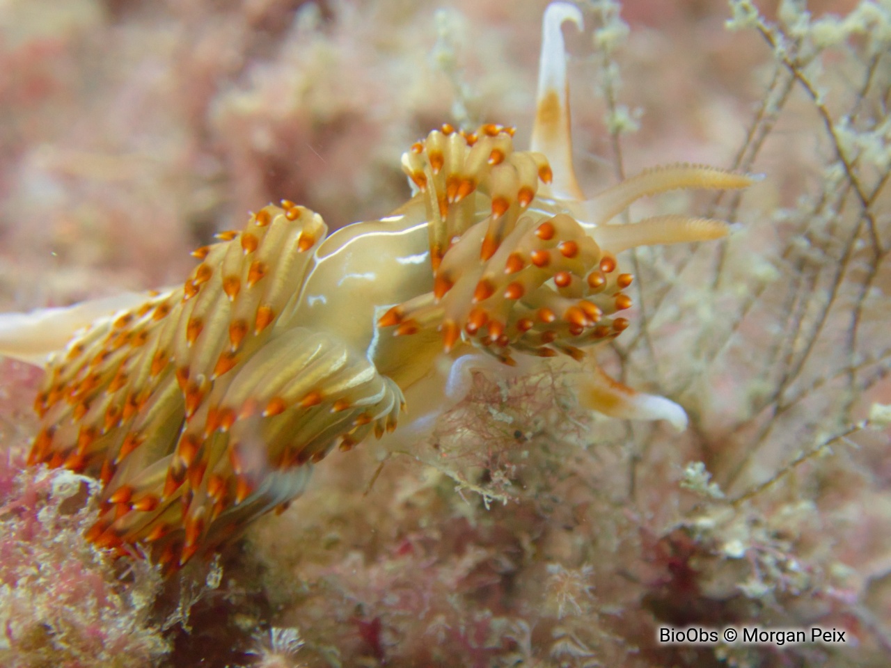 Godive orange - Nemesignis banyulensis - Morgan Peix - BioObs