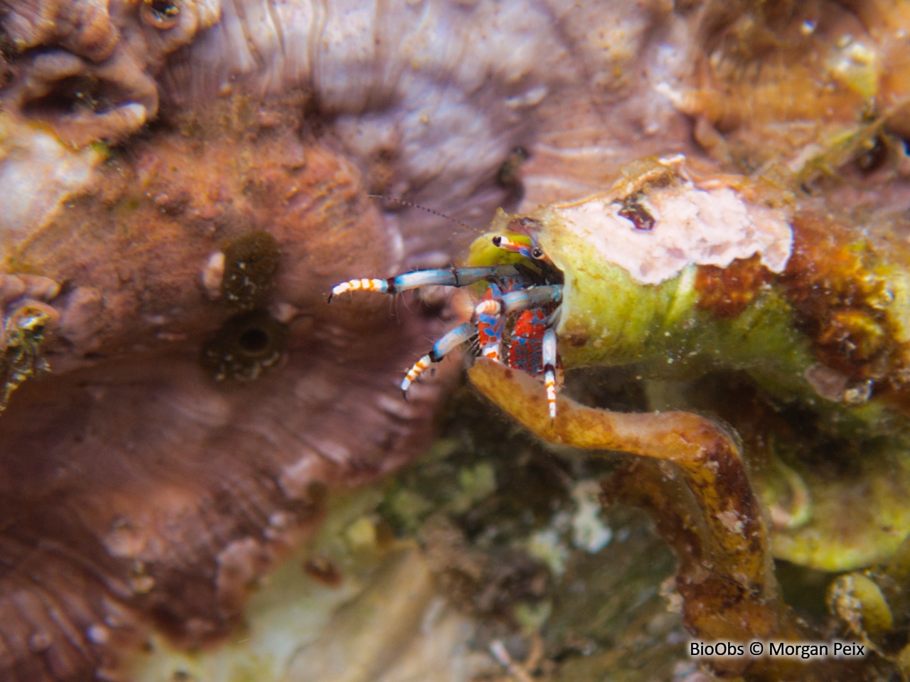 Pagure sédentaire - Calcinus tubularis - Morgan Peix - BioObs