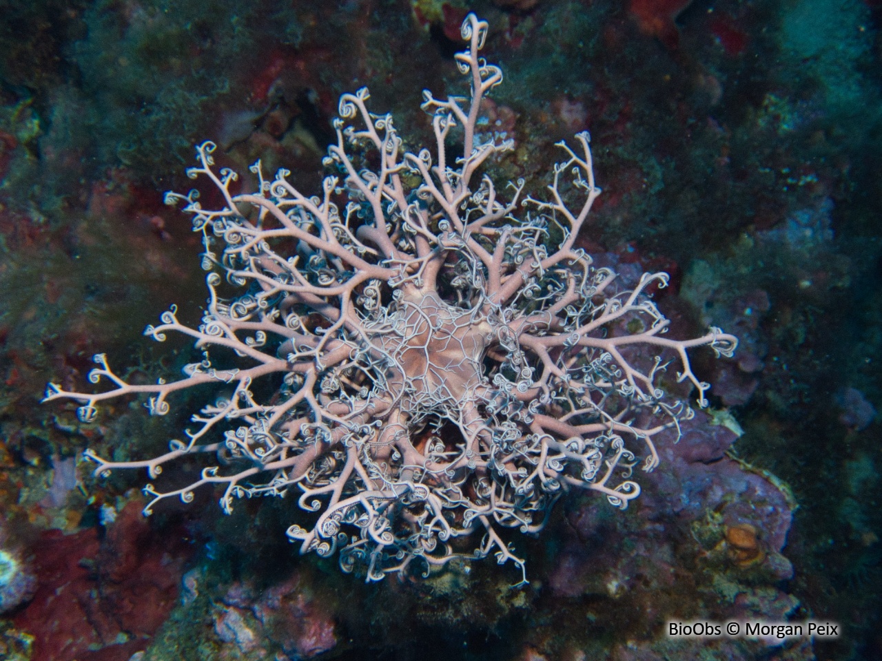 Gorgonocéphale - Astrospartus mediterraneus - Morgan Peix - BioObs