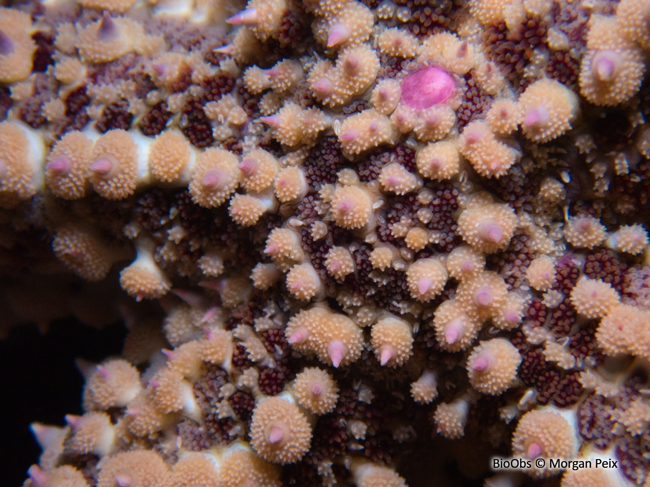 Etoile de mer glaciaire - Marthasterias glacialis - Morgan Peix - BioObs