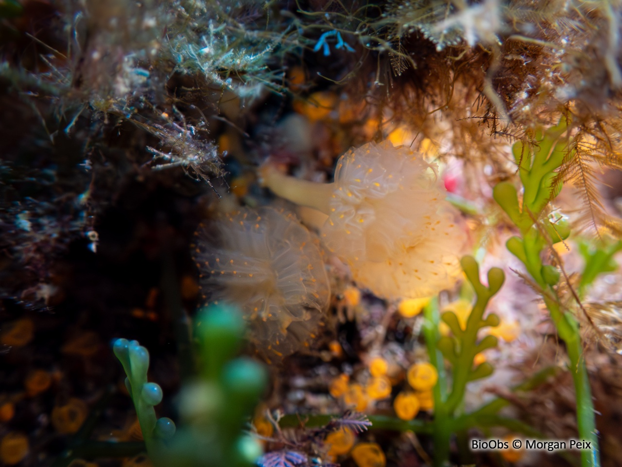 Flocon pédonculé orange - Aplidium punctum - Morgan Peix - BioObs