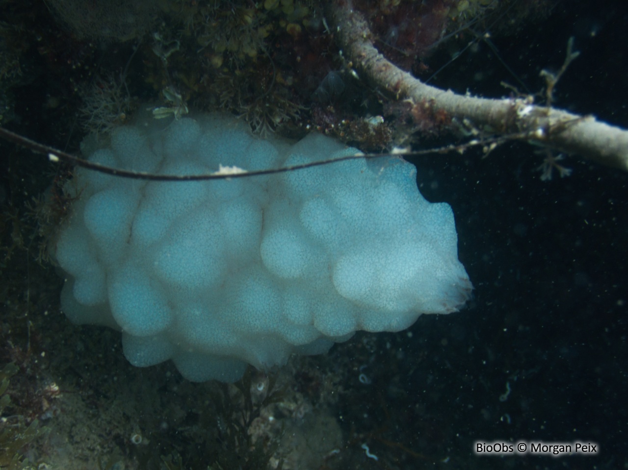 Ascidie blanche - Phallusia mammillata - Morgan Peix - BioObs