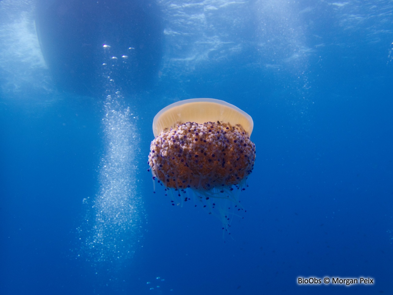 Méduse oeuf au plat - Cotylorhiza tuberculata - Morgan Peix - BioObs