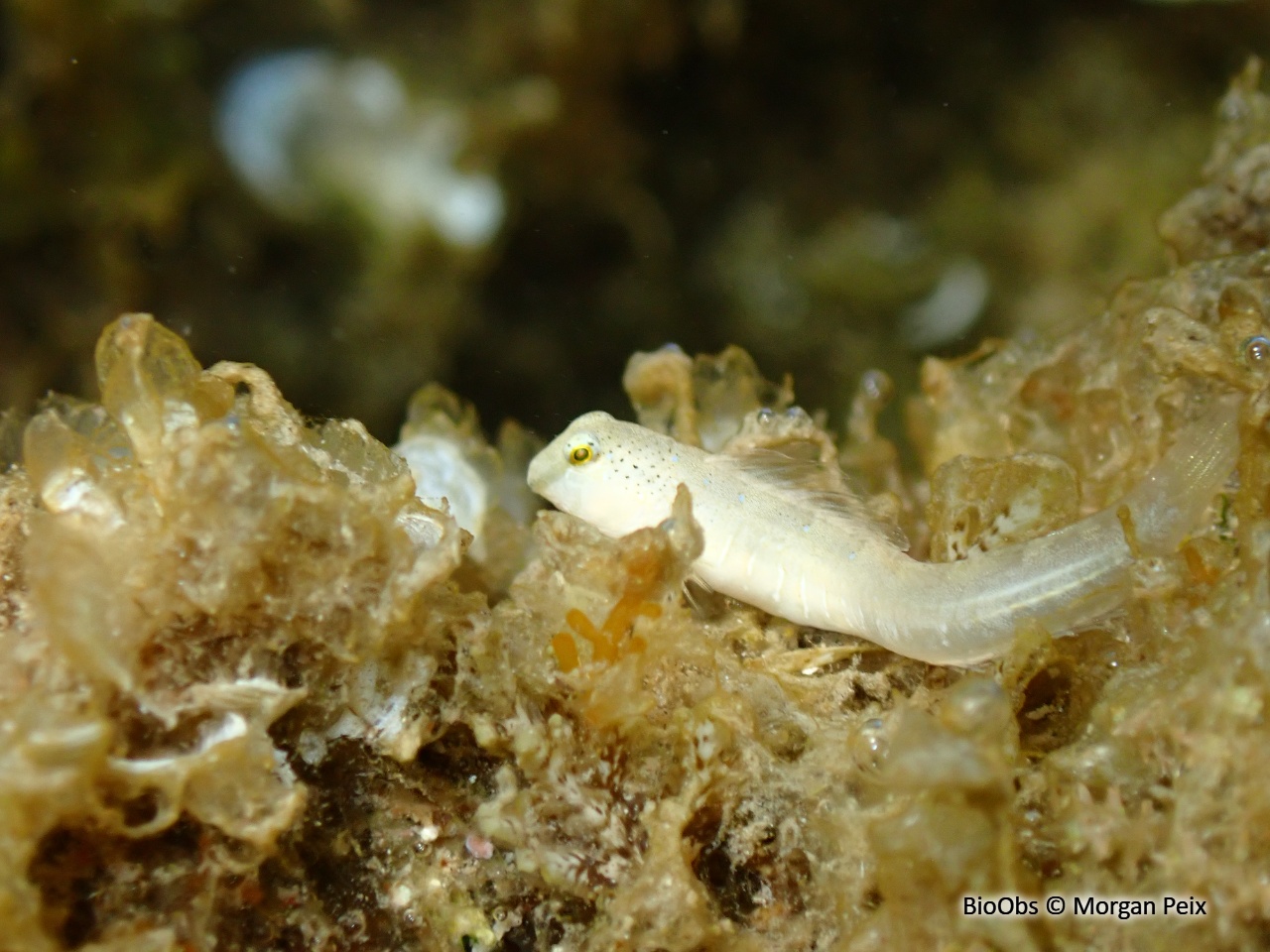Blennie dalmate - Microlipophrys dalmatinus - Morgan Peix - BioObs