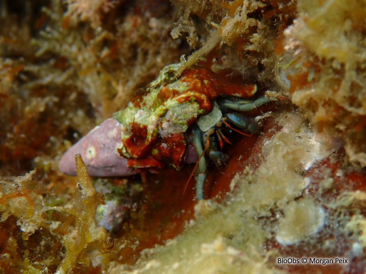 Pagure des rochers - Clibanarius erythropus - Morgan Peix - BioObs