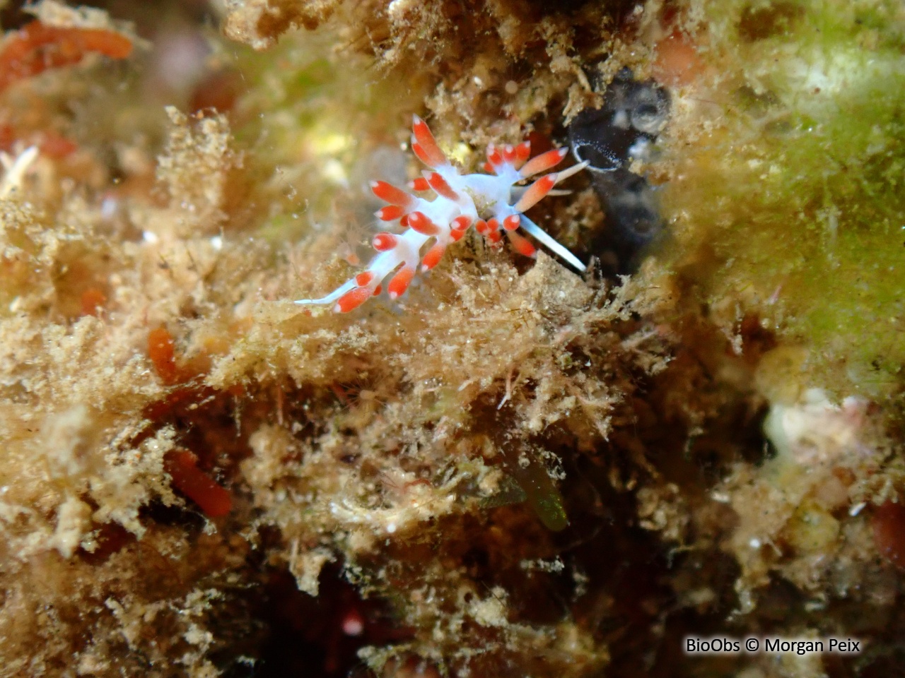 Calmella - Calmella cavolini - Morgan Peix - BioObs