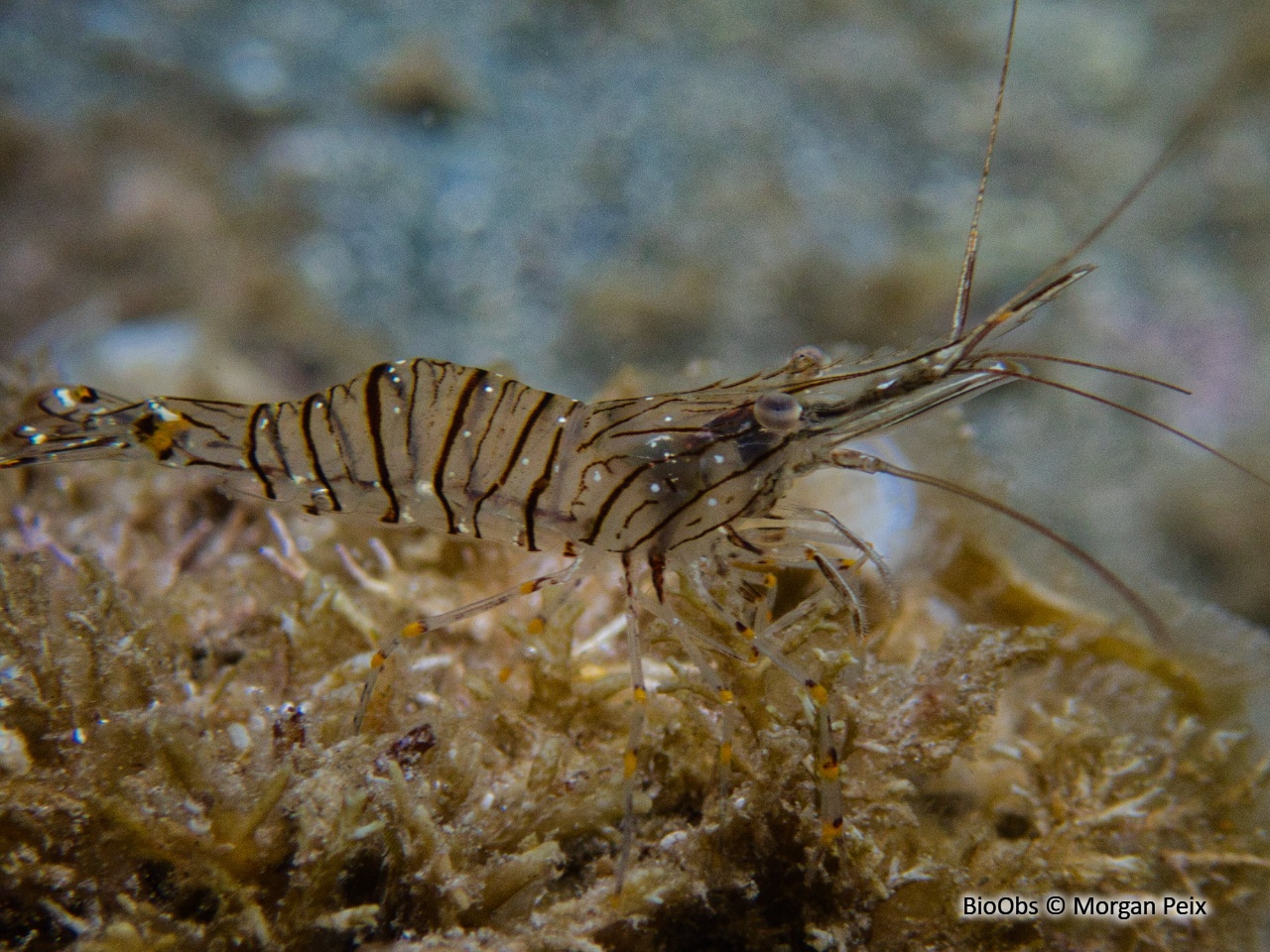 Grande crevette rose - Palaemon serratus - Morgan Peix - BioObs