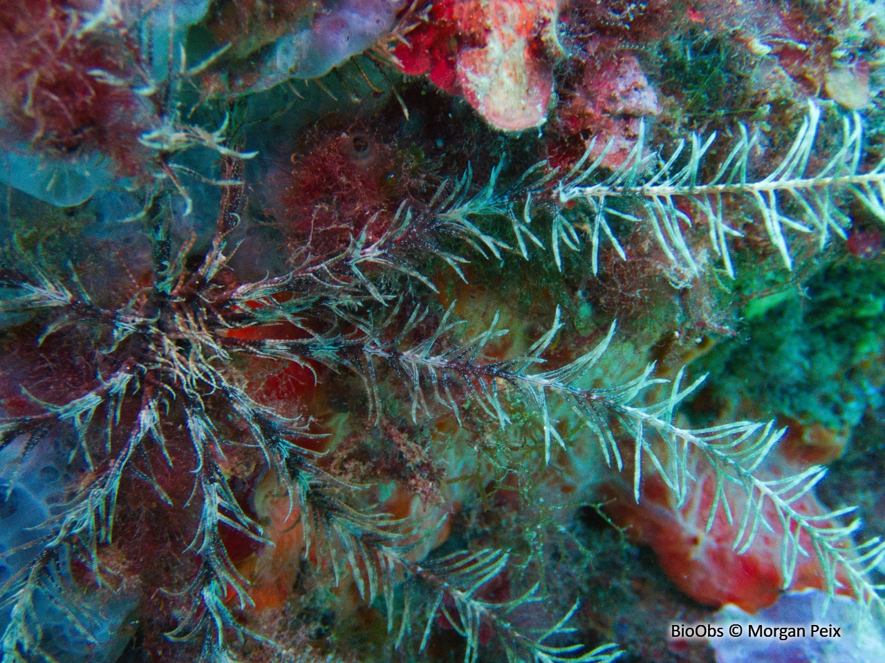 Comatule de Méditerranée - Antedon mediterranea - Morgan Peix - BioObs