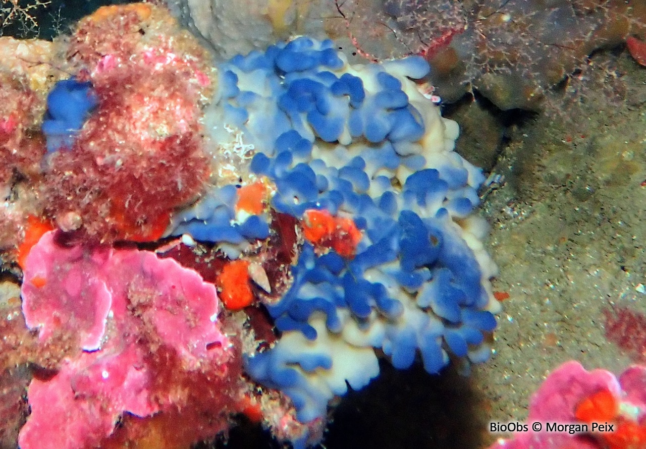 Oscarelle bleu-violet - Oscarella lobularis - Morgan Peix - BioObs