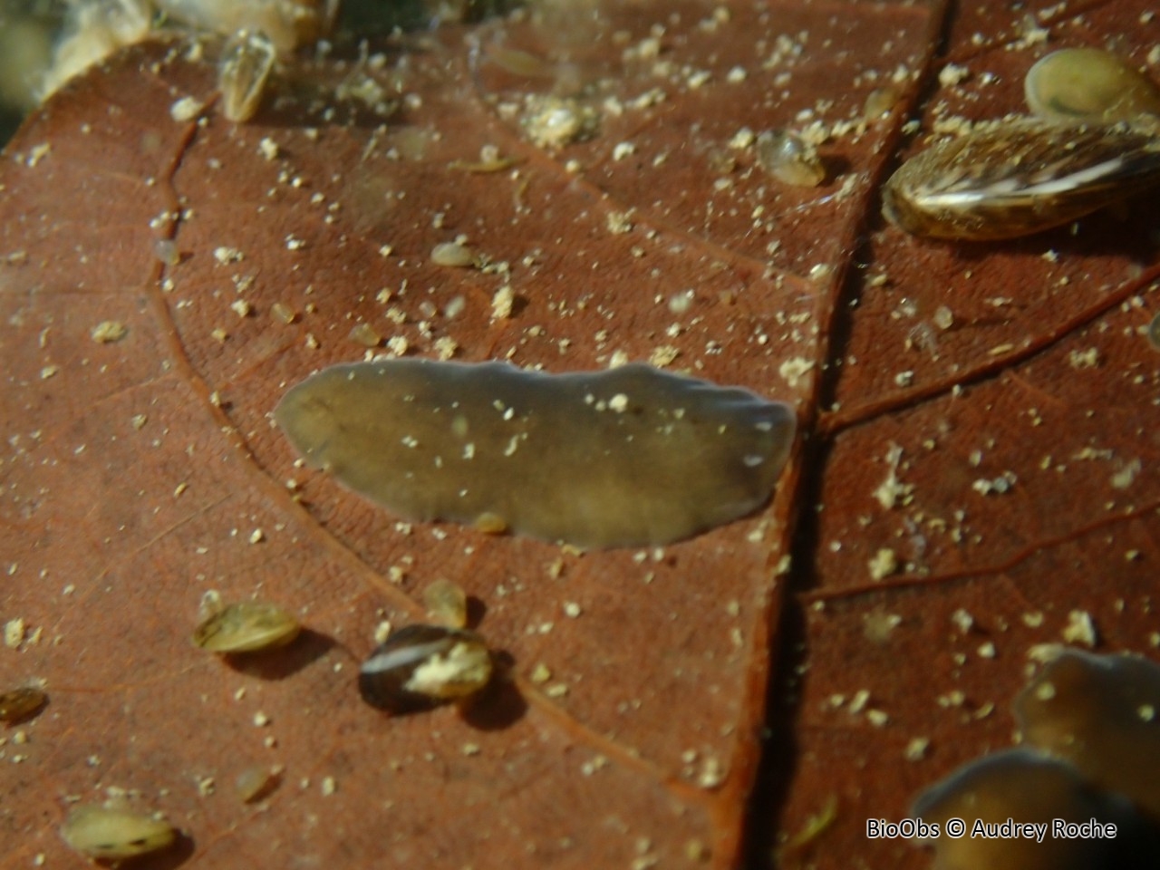 Ver plat du genre Dugesia - Dugesia sp - Audrey Roche - BioObs